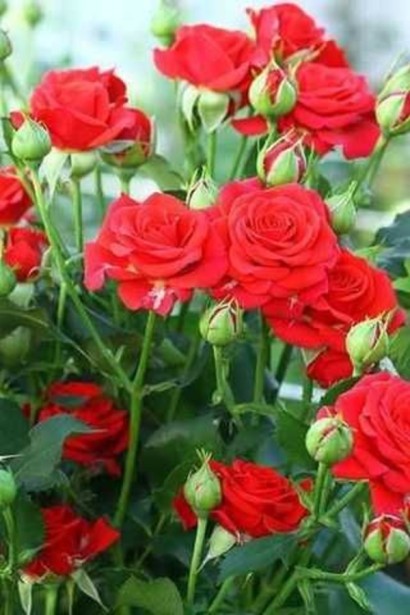 Роза ’Капля Красная’|Rosa ’Red Drop’|Троянда ’Крапля Червона’